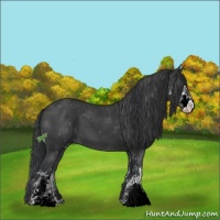 Horse Color:Black Sabino 