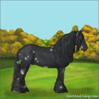 Horse Color:White Spotted Black Sabino