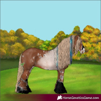 Horse Color:White Spotted Chestnut Sabino