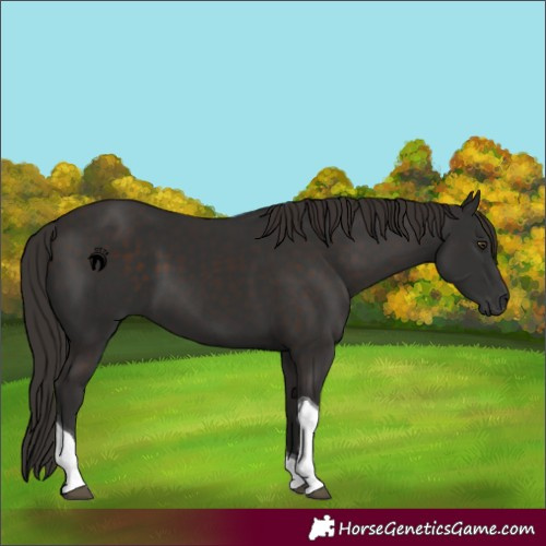 Horse Color:Liver Chestnut Tobiano 