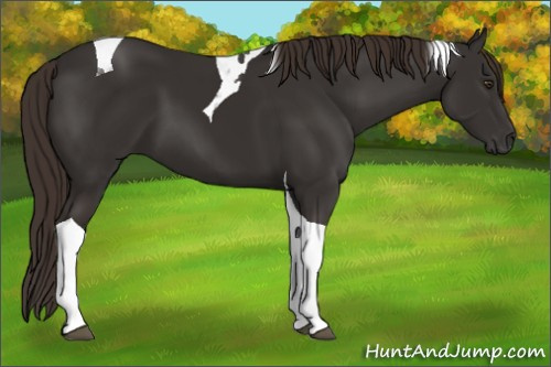 Horse Color:Liver Chestnut Tobiano