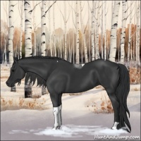 Horse Color:Black Tobiano 