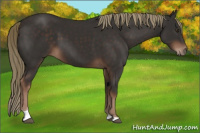 Horse Color:Liver Chestnut Tobiano 