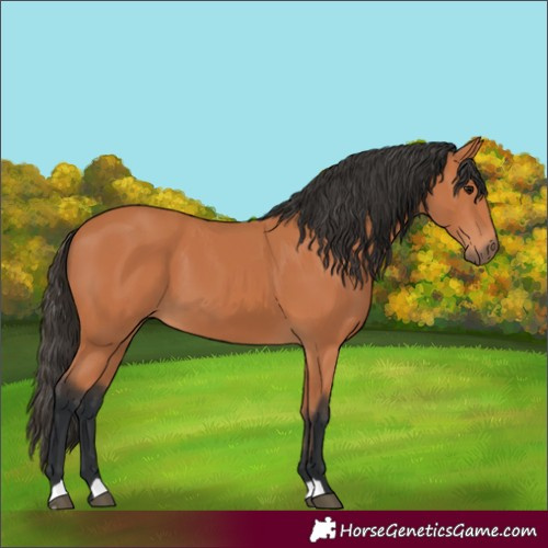 Horse Color:Bay 