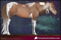 Horse Color:Brown Pearl Tobiano