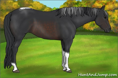 Horse Color:Brown Tobiano 