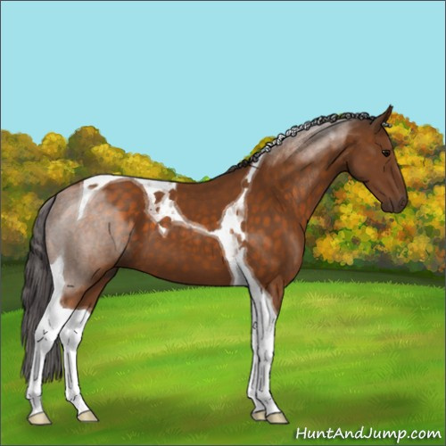 Horse Color:Buckskin Tobiano