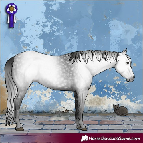 Horse Color:Gray Black 