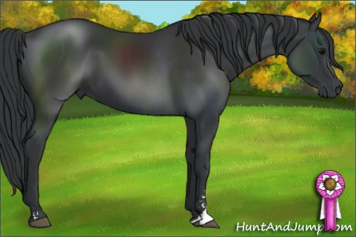 Horse Color:Black Sabino 