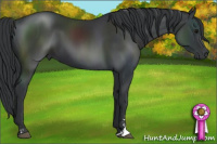 Horse Color:Black Sabino 