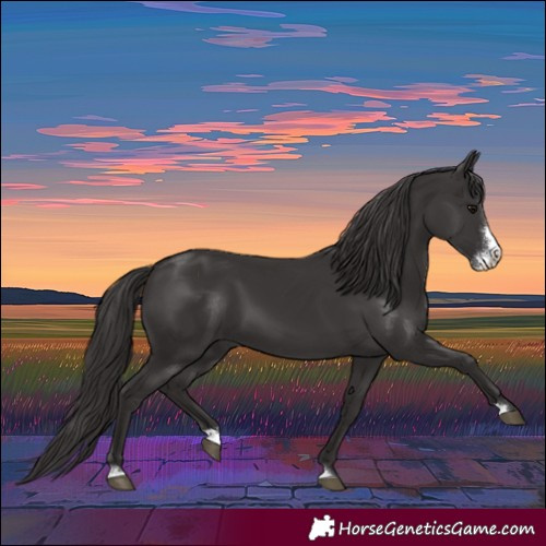 Horse Color:Smoky Black Sabino 