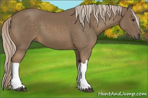 Horse Color:Chocolate Palomino 