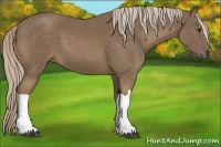 Horse Color:Chocolate Palomino 