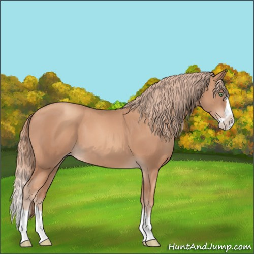 Horse Color:Gold Champagne Splash 