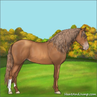 Horse Color:Gray Gold Champagne 