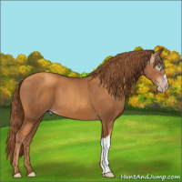Horse Color:Gray Gold Champagne 