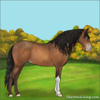 Horse Color:Gray Sable Champagne 