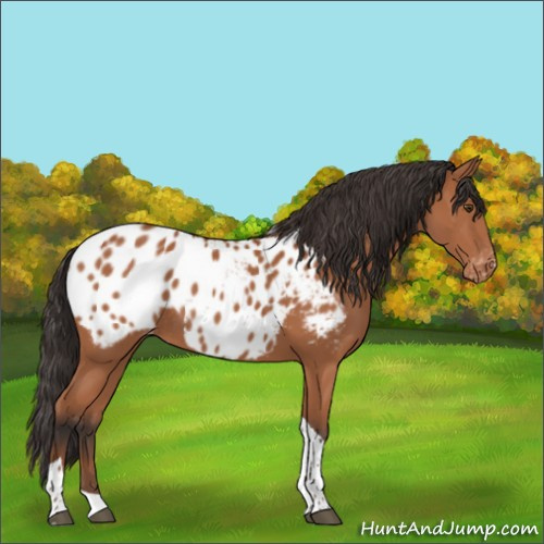 Horse Color:Bay Tobiano Appaloosa Rabicano 