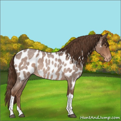 Horse Color:Liver Red Roan Tobiano Near Leopard Rabicano 