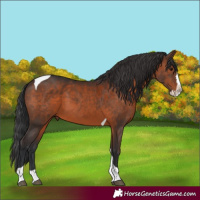 Horse Color:Brown Splash Tobiano Rabicano 