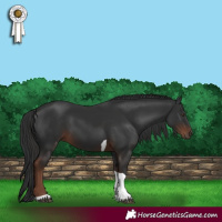 Horse Color:Liver Chestnut Tobiano 