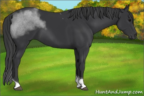 Horse Color:Black Tobiano