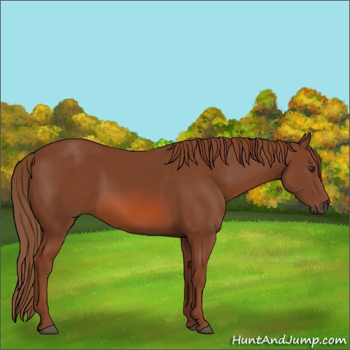 Horse Color:Chestnut 