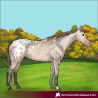 Horse Color:Bay Dun Appaloosa 