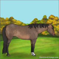 Horse Color:Bay Dun 