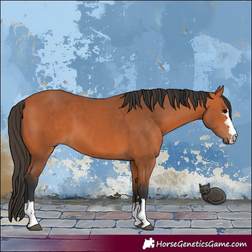 Horse Color:Bay 