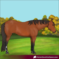 Horse Color:Bay 