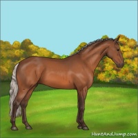 Horse Color:Silver Bay 