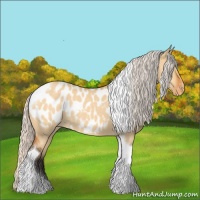 Horse Color:Silver Buckskin Dun Tobiano Appaloosa 