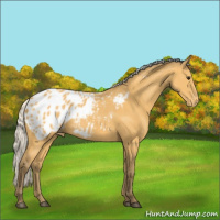 Horse Color:Silver Buckskin Blanket 