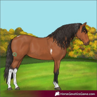 Horse Color:Bay Tobiano 