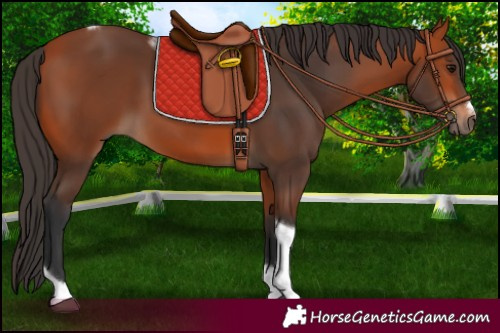 Horse Color:Bay Tobiano Frame