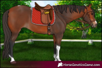 Horse Color:Bay Tobiano Frame 