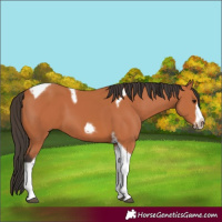 Horse Color:Bay Tobiano Frame