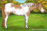 Horse Color:Chestnut Tobiano Frame