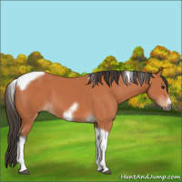 Horse Color:Bay Tobiano Frame
