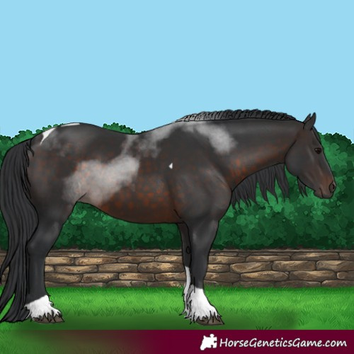 Horse Color:Brown Tobiano 