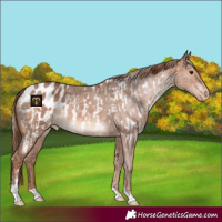 Horse Color:Silver Bay Roan Sabino Appaloosa  and Red Roan Sabino Appaloosa 