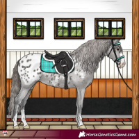 Horse Color:Grullo Appaloosa Rabicano 