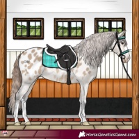 Horse Color:Brown Dun Appaloosa Rabicano 