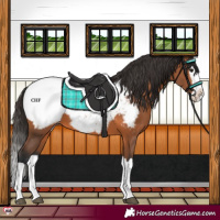 Horse Color:Bay Splash Snowcap