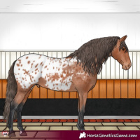Horse Color:Bay Appaloosa