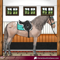 Horse Color:Bay Appaloosa