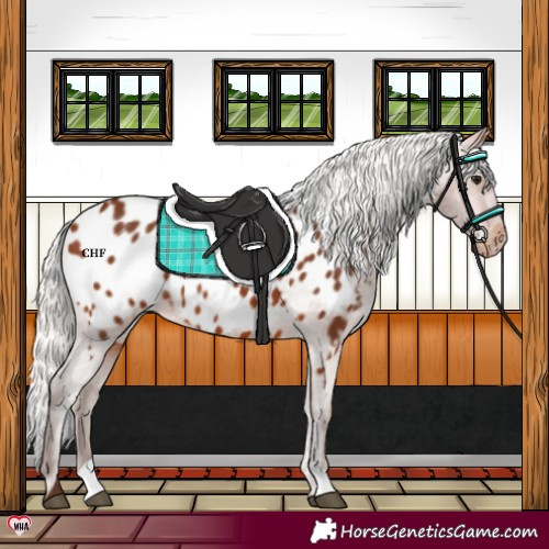 Horse Color:Silver Brown Appaloosa