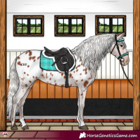 Horse Color:Silver Brown Appaloosa 