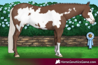 Horse Color:Silver Black Frame